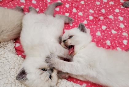 Reinrassige BKH blue point Kitten