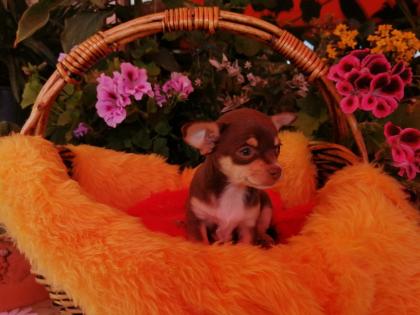 Süße Chihuahua-Welpen