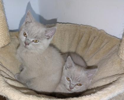 Reinrassige süße Britisch-Kurzhaar Kitten warten auf Dich