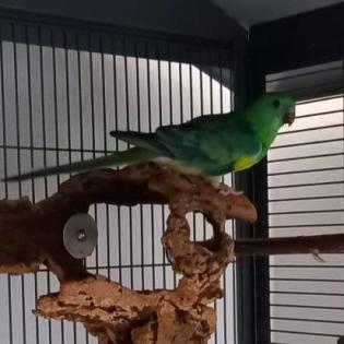 Singsittich Pärchen dringend zu Vermitteln