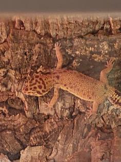 Zwei Leopardgeckos Weibchen