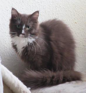 Maine Coon Kätzchen - 2 Kater 1 Kätzchen