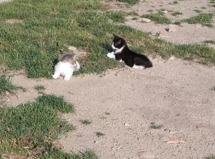 Katzenbaby suchen ein neues zu hause