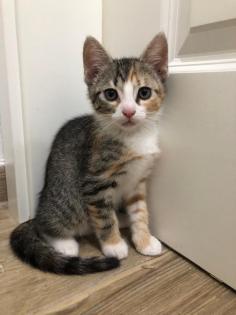 Katzenbabys Kitten Glückskatzen