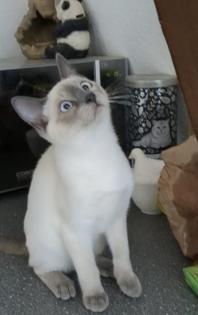 Siam / Thai Kitten Blue Point Babys Kätzchen. 1 Junge. Abgabebereit.