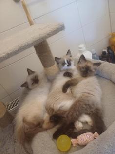Ragdoll-Kätzchen suchen ein neues liebevolles Zuhause