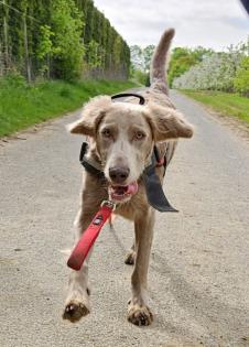 Langhaar-Weimaraner Wurf ab 9. 9. 25