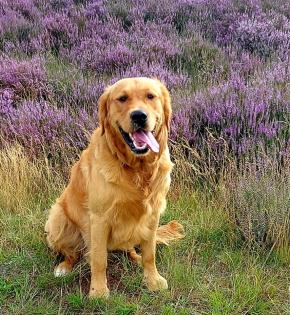 Deckrüde Golden-Retriever mit Erfahrung