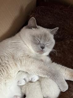 BKH Kitten Point 1 Männchen 1 Weibchen Eltern mit Stammbaum Ab Juli abzugeben