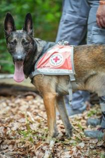 Malinois Welpen SoulGuideDogs X-Mechelaar