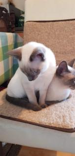 Siam / Thai Kitten Blue Point Babys Kätzchen. 1 Junge. Abgabebereit.