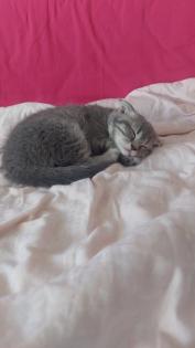 BKH Kitten aus Nürnberg
