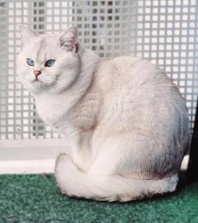 Deckkater Stammbaum blauen Augen BKH Farbe seal-silver-shaded-point ns 11-33