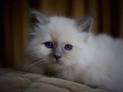 Heilige Birma Kitten mit Stammbaum aus Vereinsregistrierter Hobbyzucht