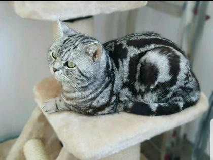 Wunderschöne reinrassige BKH Kitten Whiskas Tabby