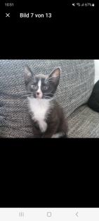Katzenbaby 12 Wochen alt