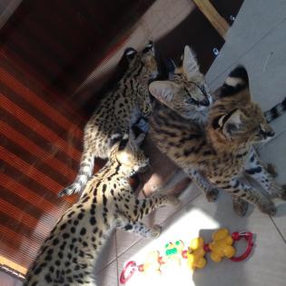 Serval- Savannah- und Karakalkätzchen
