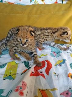 Serval- Savannah- und Karakalkätzchen