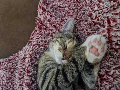 Katze Europäisch Kurzhaar 5 Monate