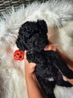 Goldendoodle Welpen