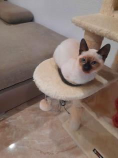 Tonkanesekitten Burma Siam