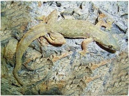 Hausgeckos Hemidactylus frenatus / playturus