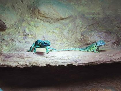 Halsbandleguan Pärchen ca 5 Jahre alt