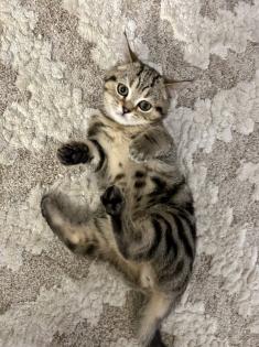 Zwei wunderschöne BKH Kitten Katzen