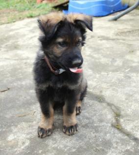 Obiwan Rüde Welpe Altdeutscher Schäferhund DDR Linien