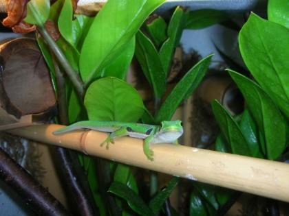1 Phelsuma quadriozellata quadriozellata