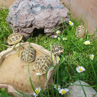 Griechische Landschildkröten/ Testudo hermanni NZ 2022/2021