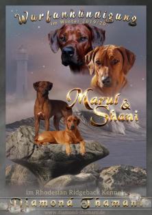 Wurfplanung 2022 im Rhodesian Ridgeback Kennel of Diamond-Thamani
