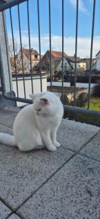 BKH Deckkater Boncuk