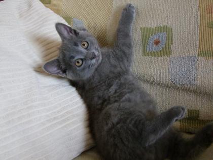 Zwei kleine Kätzchen / Kitten abzugeben