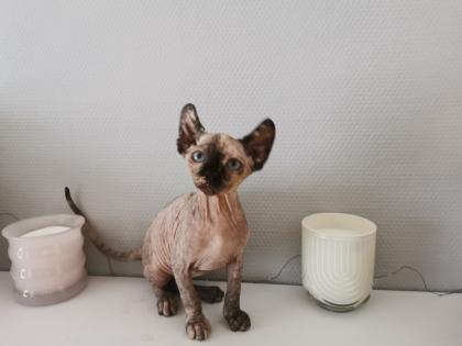 Sphynx Kätzchen zu verkaufen