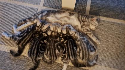 Bkh Kitten whiskas/ tabby