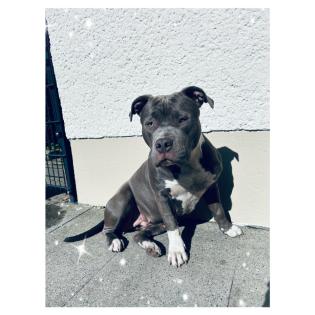 American Bully Hündin.