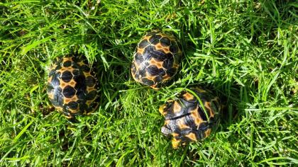 Strahlenschildkröten - Weibchen Astrochelys Radiata NZ25 je 490 -