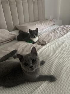 BKH Katzen suchen neues Zuhause