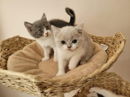 BKH Kitten reinrassig abholbereit