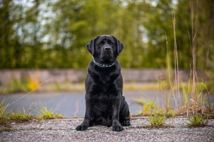 Liebevolle Labrador-Hausaufzucht Welpen Frühjahr 2024