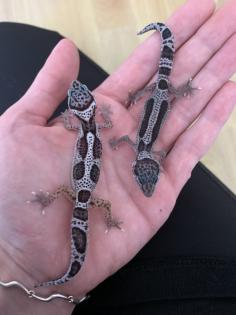 0. 1 Mack Snow Stripe Leopardgecko Weibchen Enz 23 abzugeben