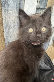 Maine Coon mix- alter Art Babys