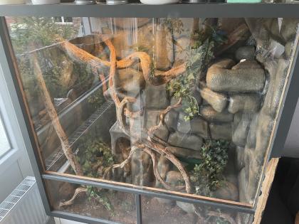 Albino Kornnatter Terrarium sowie Unterschrank und Zubehör
