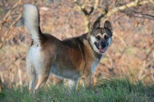 VINO - EINZELPFLEGEPLATZ GESUCHT Schutzgebühr Euro 300 -männlich 2 Jahre 55 cm 25 kg Kastrie