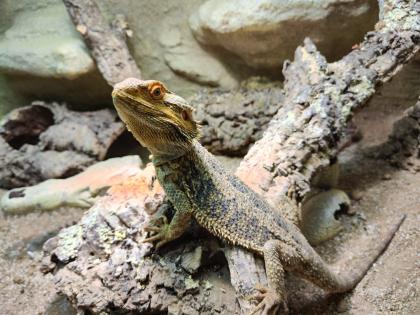 Bartagame m mit großem Terrarium Quarantäneterrarium inkl. Beleuchtung und viel Zubehör