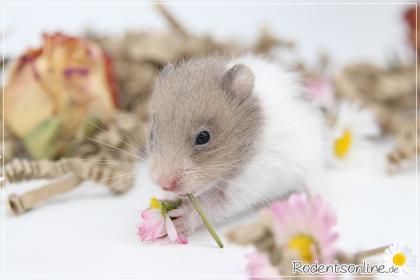 Zauberhafte zahme Goldhamster und Teddyhamster