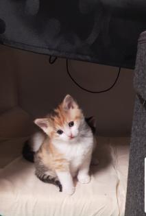 Bkh Kitten 2 Glückskatzen 3 farbig