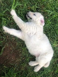 Goldendoodle Welpen Allergiker geeignet
