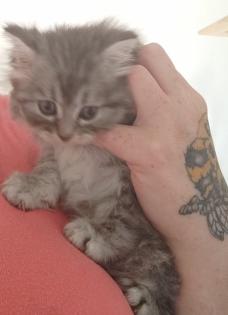 Perser Kater kitten